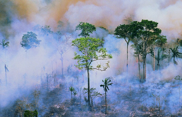 Картина Пожар в лесу - Природа 