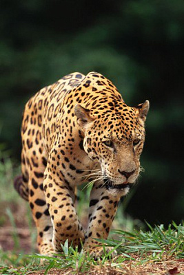 Картина Ягуар - Тварини 