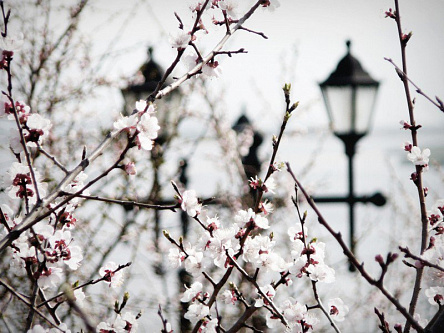 Цветение сакуры