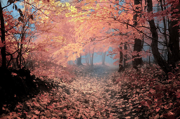 Картина Ковер из листьев - Природа 