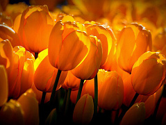 Желтые тюльпаны 1