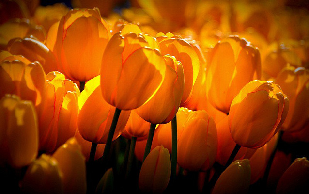 Картина Желтые тюльпаны 1 - Цветы 