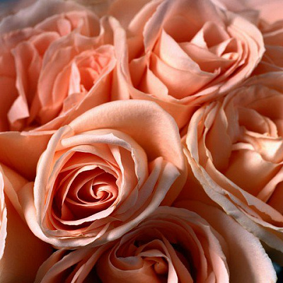 Картина Рожеві троянди - Квіти 
