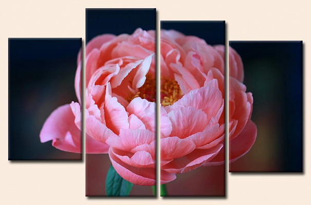 Картина Рожева квітка макро - З чотирьох частин 