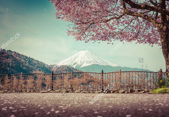Картина Цветущая сакура на фоне Фудзиямы - Природа 
