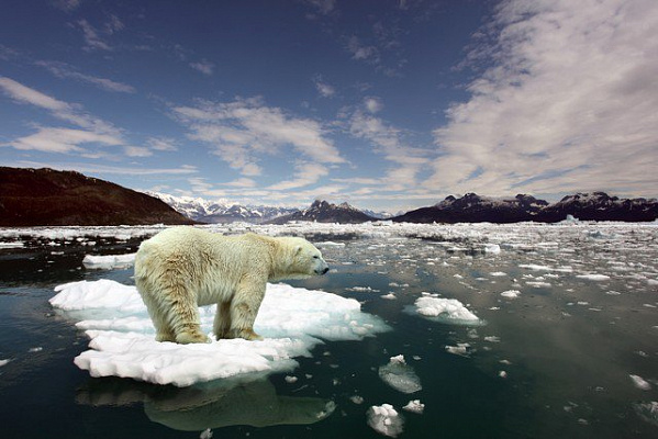 Картина Медведь на льдине - Природа 