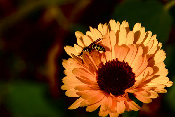 Картина Цветок и пчела - Цветы 