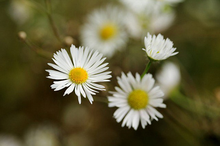 Полевые ромашки