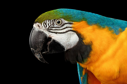 Яркий попугай ара