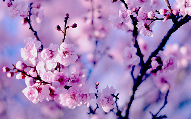Картина Цветы сакуры - Цветы 