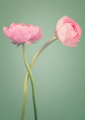 Картина Рожеві жовтці - Квіти 