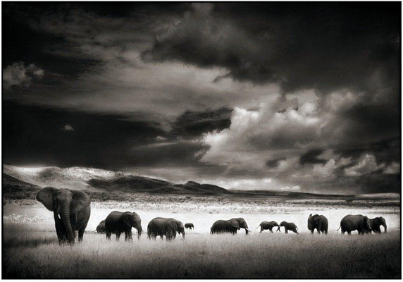 Картина Слоны 2 - Животные 