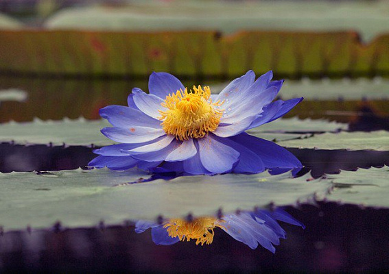 Картина Кувшинка на воде - Цветы 