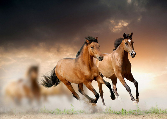 Картина Быстрые лошади - Животные 