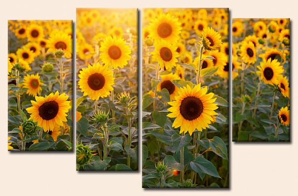 Картина Поле соняшників - З чотирьох частин 