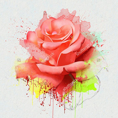 Картина Красочная роза - Цветы 