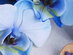 Бело-голубые орхидеи