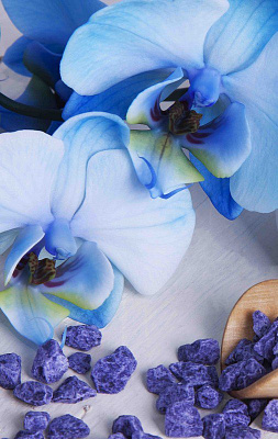 Картина Бело-голубые орхидеи - Цветы 