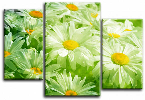 Картина Квітучі ромашки - З трьох частин 