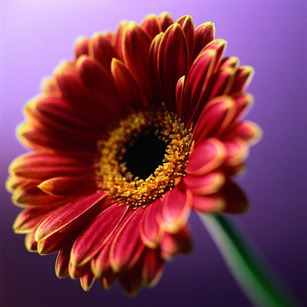 Гербера красная