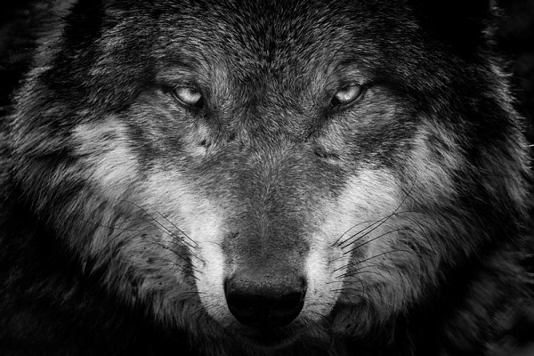Картина Глаза волка - Животные 