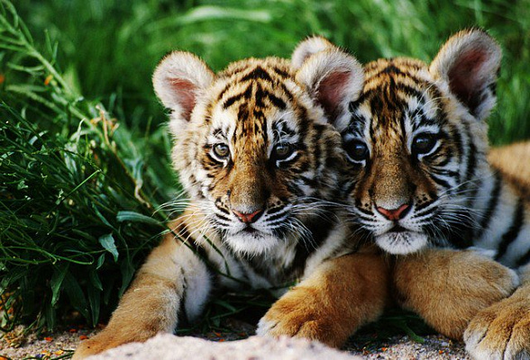 Картина Тигры - Животные 