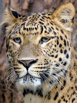 Картина Леопард2 - Животные 