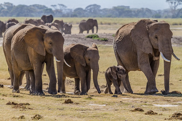 Картина Семья слонов - Животные 