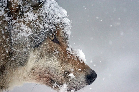 Морда волка в снегу