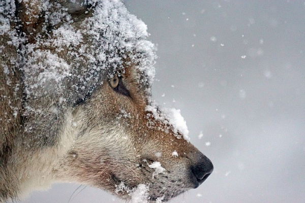 Картина Морда волка в снегу - Животные 