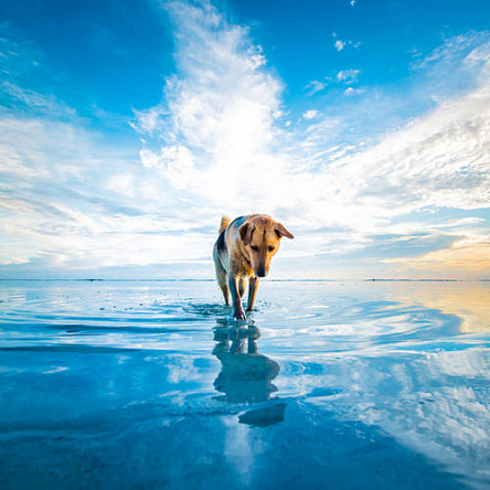 Собака біля води