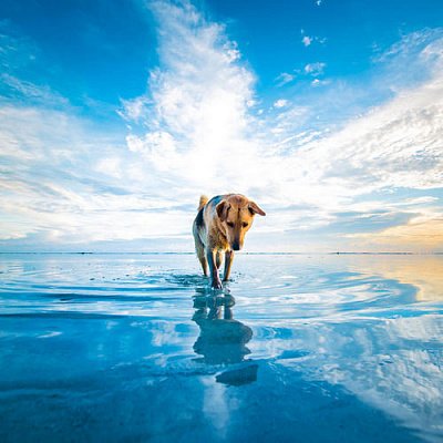 Картина Собака у воды - Природа 