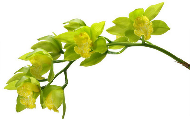 Картина Зеленая орхидея - Цветы 