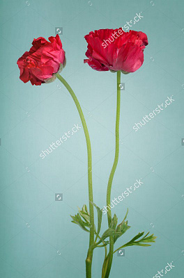 Картина Червоні маки2 - Квіти 