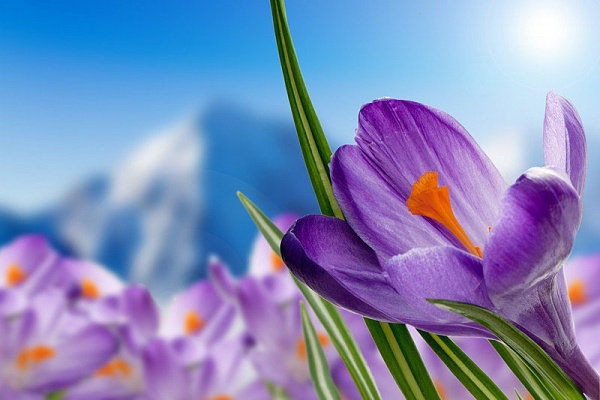 Картина Синій крокус - Квіти 