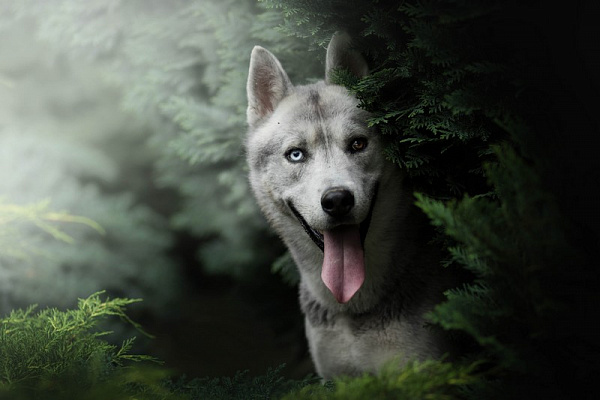 Картина Собака в лесу - Животные 