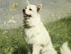 Белый пес