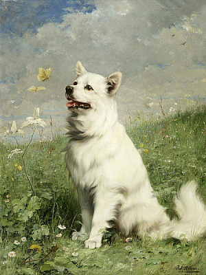 Картина Белый пес - Адам Юлиус 
