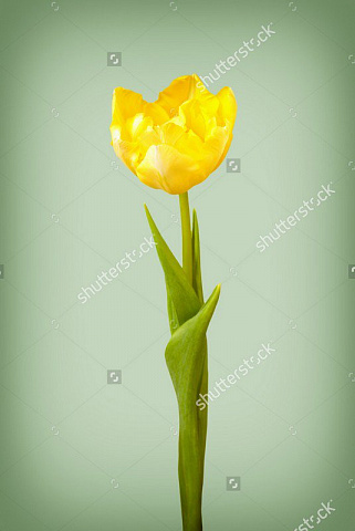 Желтый тюльпан