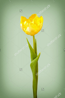 Картина Желтый тюльпан - Цветы 
