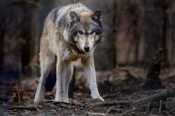 Картина Одинокий волк - Животные 