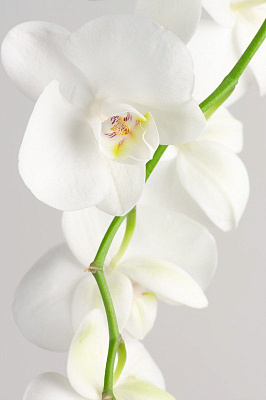 Картина Ветка белой орхидеи - Цветы 