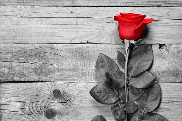 Картина Цветок красной розы - Черно-белое 