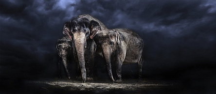 Слоны ночью
