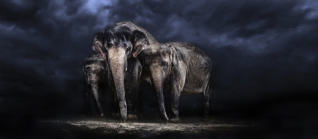 Картина Слоны ночью - Животные 