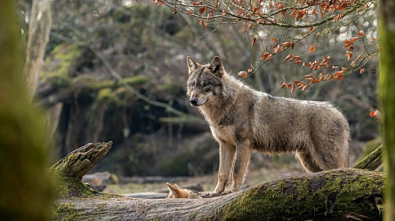 Волк в осеннем лесу