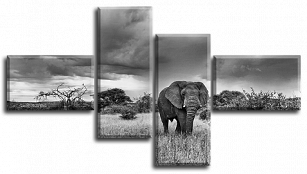 Черно-белое сафари