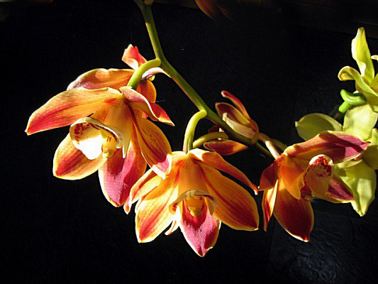 Картина Ветка орхидеи - Цветы 