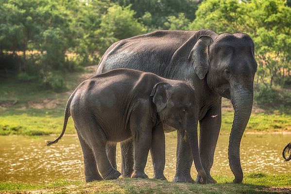 Картина Слониха со слоненком - Животные 