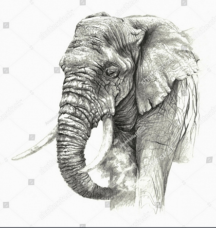 Боку звернено слон